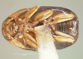 Media type: image; Entomology 9270   Aspect: habitus ventral view